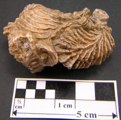 Actinostreon gregareum