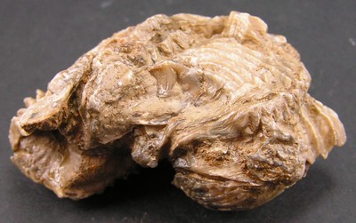 Actinostreon gregareum