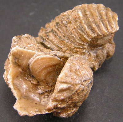 Actinostreon gregareum