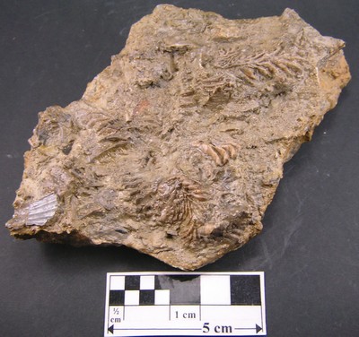 Actinostreon gregareum