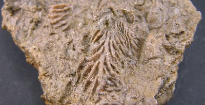 Actinostreon gregareum