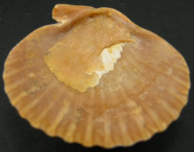 Aequipecten opercularis