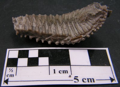 Arctostrea carinata