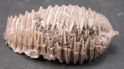 Arctostrea carinata