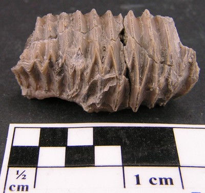 Arctostrea carinata