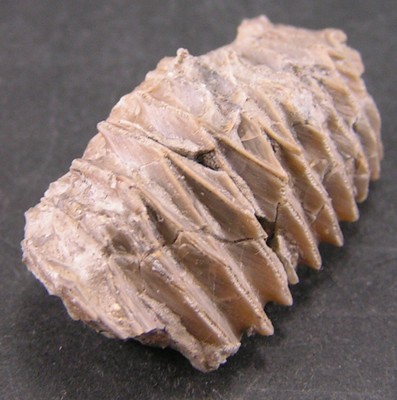 Arctostrea carinata