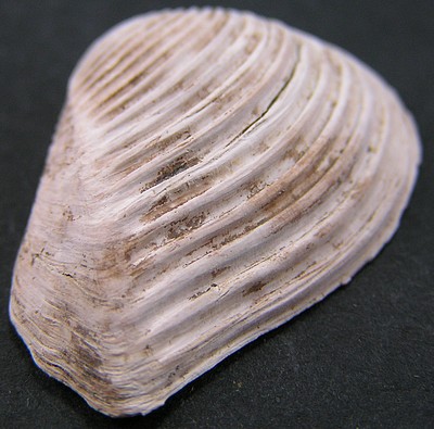 Crassatella sulcata