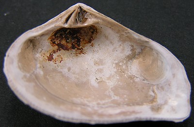 Crassatella sulcata