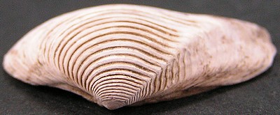 Crassatella sulcata