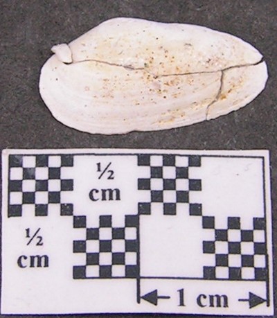 Cyrena sp.