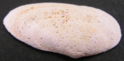 Cyrena sp.