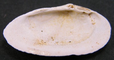 Cyrena sp.