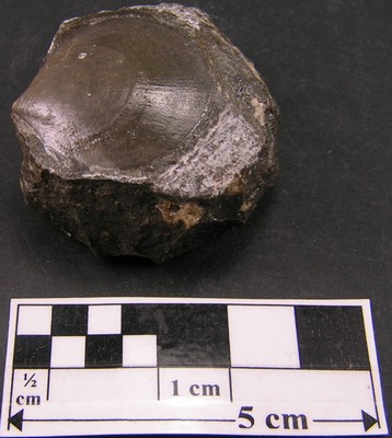 Entolium corneolum
