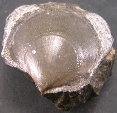 Entolium corneolum