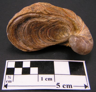 Gryphaea arcuata