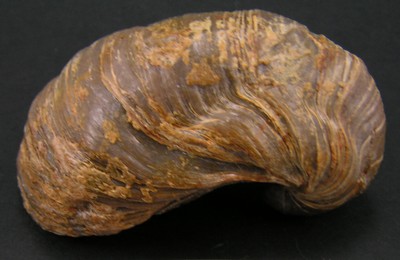 Gryphaea arcuata