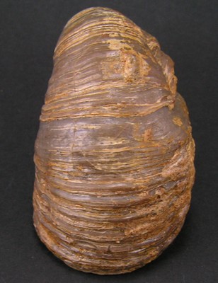 Gryphaea arcuata