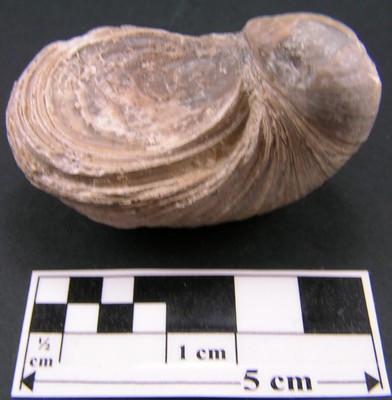 Gryphaea arcuata