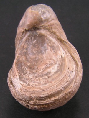 Gryphaea arcuata