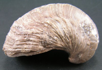 Gryphaea arcuata