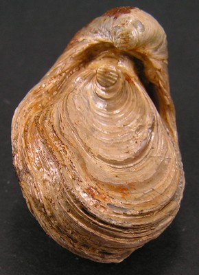 Gryphaea arcuata