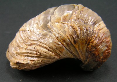 Gryphaea arcuata