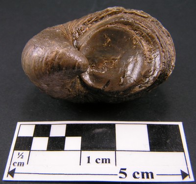 Gryphaea arcuata