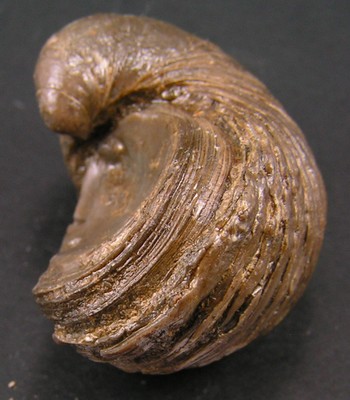 Gryphaea arcuata