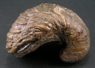 Gryphaea arcuata