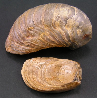 Gryphaea arcuata