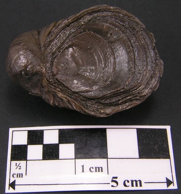 Gryphaea arcuata