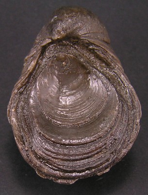 Gryphaea arcuata
