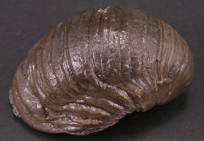 Gryphaea arcuata