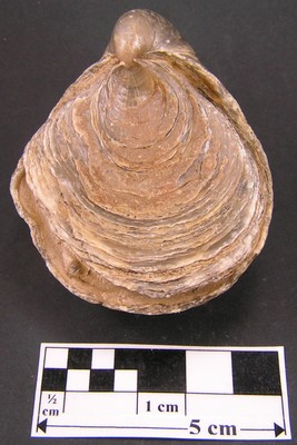 Gryphaea dilatata