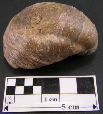 Gryphaea dilatata