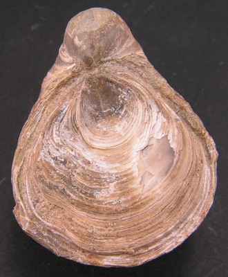 Gryphaea dilatata