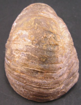Gryphaea dilatata