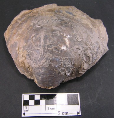 Gryphaea dilatata