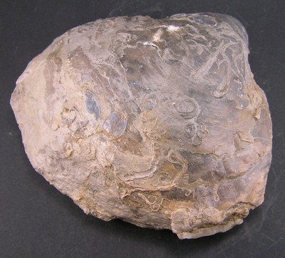 Gryphaea dilatata