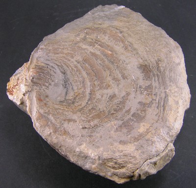 Gryphaea dilatata