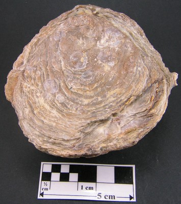 Gryphaea dilatata