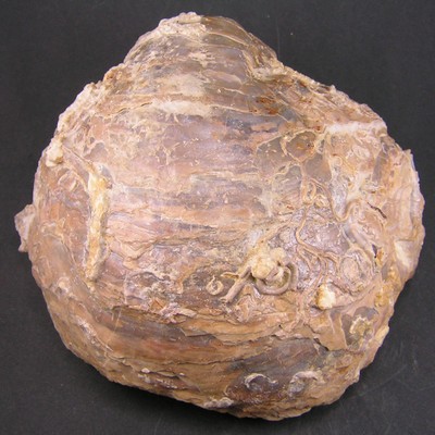 Gryphaea dilatata