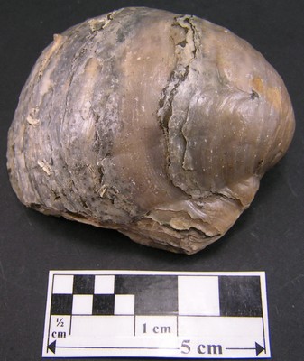 Gryphaea dilatata