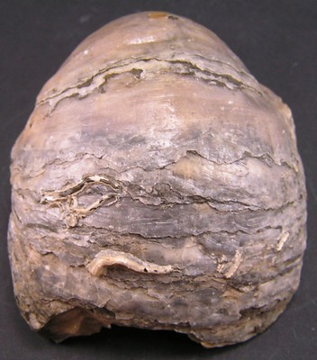 Gryphaea dilatata