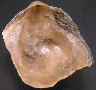 Gryphaea dilatata