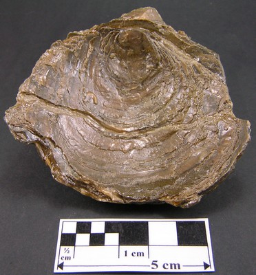 Gryphaea dilatata