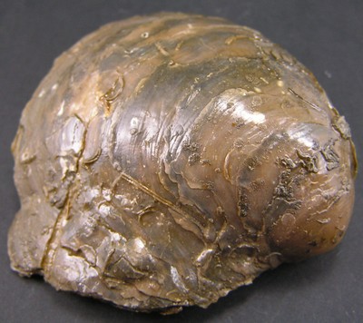 Gryphaea dilatata