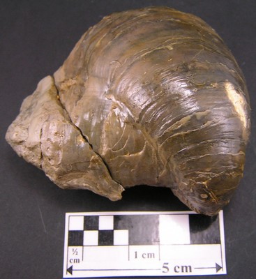 Gryphaea dilatata
