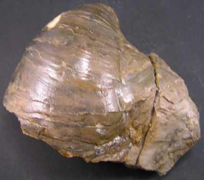 Gryphaea dilatata