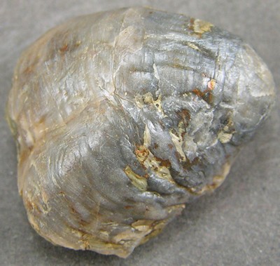 Gryphaea sublobata